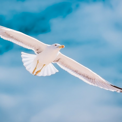 Weisse Möwe im Flug